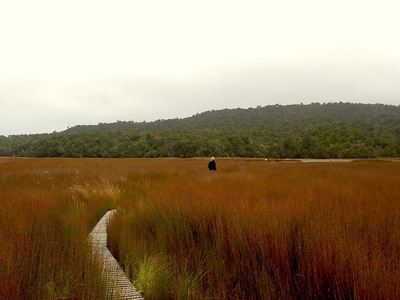 Estuary Boardwalk